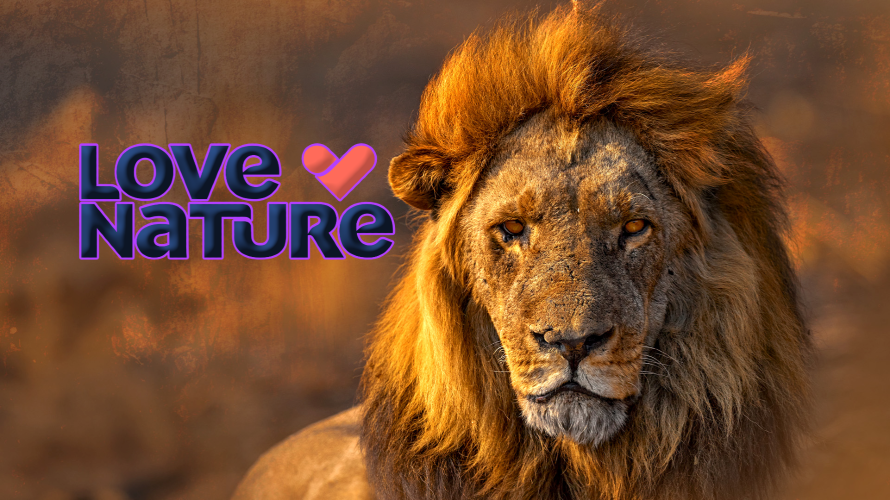 Encompass Delivers Blue Ant Medias Dedicated Ad Supported UHD Love Nature Channel in the Netherlands